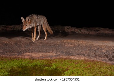 A Wild Coyote Photographed With A Camera Trap Approaching A Water Hole At Night. Small Green Plants Grow In The Shallow Water. 