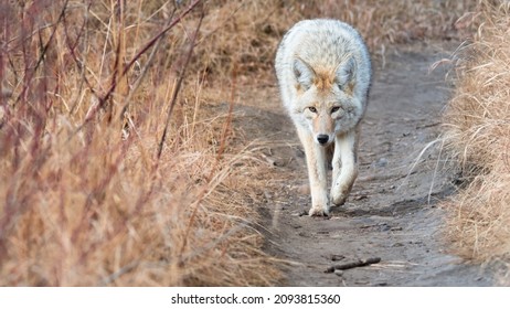 Wild Coyote Stalking Prey In Tall Prairie Grass Habitat At Golden Sunset. Canadian Wildlife Close Up In Rural Alberta Nature Wallpaper