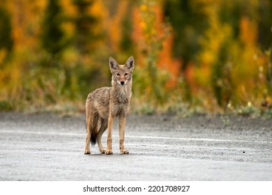 A wild coyote standing on a road in Yukon, Canada - Powered by Shutterstock