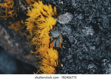 Wild Crab Camouflaging Among Lava Rocks In Kona, Hawaii