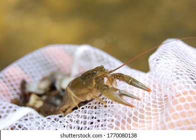 Wild Crayfish In A Net