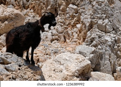 Wild Cretan Goat Kri Kri, Greek Goat Kri Kri