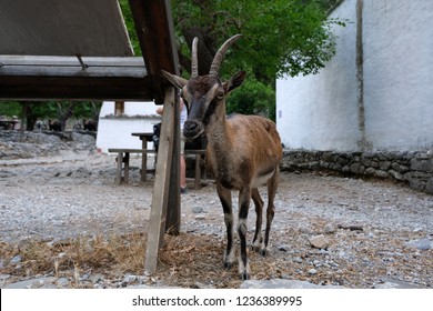 Wild Cretan Goat Kri Kri, Greek Goat Kri Kri