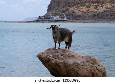 Wild Cretan Goat Kri Kri, Greek Goat Kri Kri