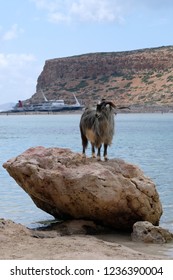 Wild Cretan Goat Kri Kri, Greek Goat Kri Kri