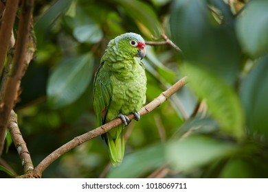 Wild Crimson-fronted Or Finsch's Parakeet, Neotropical Green Parrot With Red Cap, Natural To Nicaragua, Costa Rica And Western Panama, Perched On Twig Among Leaves In Rainforest.  Wild Animal.