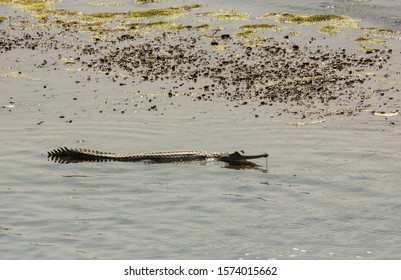 A wild, critically endangered gharial rests in the waters of the Rapti river on the outskirts of the Chitwan National Park in the town of Sauraha in Nepal.