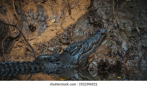 Wild Crocodile On The Daintree River 