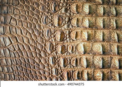 wild crocodile skin background texture.