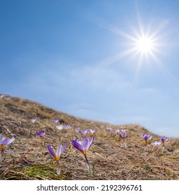 Wild Crocus Flowers On Grass Hill Slope At Sunny Day