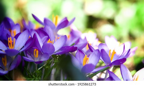 Wild Crocus Flowers In Spring