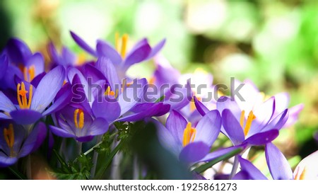 Wild Crocus Flowers in Spring