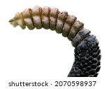 Wild Crotalus adamanteus, venomous eastern diamondback rattlesnake, snake rattle against isolated white background cutout,  9 buttons 