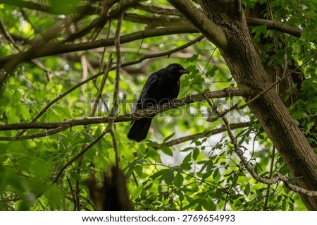 Wild crow perched in leafy tree, natural forest background with soft bokeh, symbol of intelligence and adaptability, perfect for wildlife and nature photography.