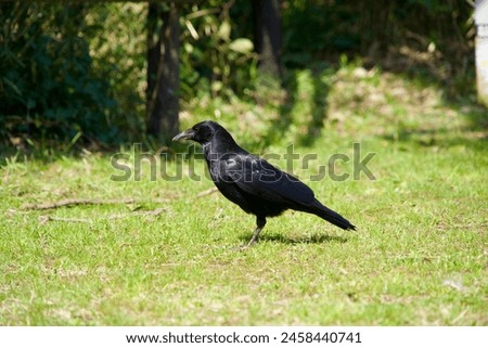 Wild crows with dignified faces on the lawn
