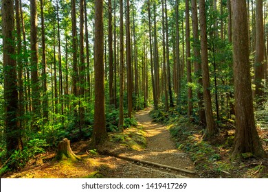 Wild Cryptomeria Forest Of The Kumano Kodo Pilgrimage Trail, Japan