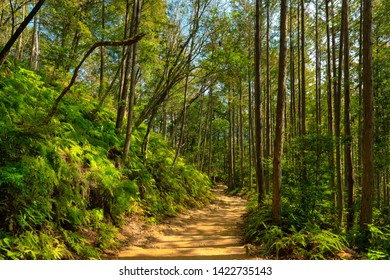 Wild Cryptomeria Forest Of The Kumano Kodo Pilgrimage Trail, Japan