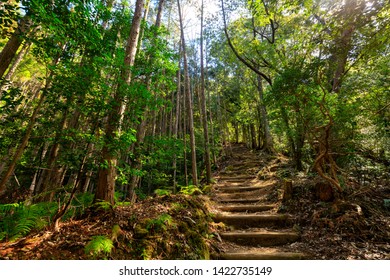 Wild Cryptomeria Forest Of The Kumano Kodo Pilgrimage Trail, Japan