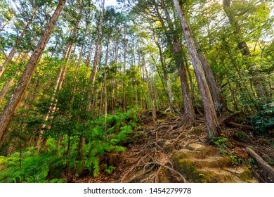 Wild Cryptomeria Forest Of The Kumano Kodo Pilgrimage Trail, Japan