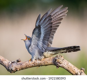 Wild Cuckoo displaying in the UK
