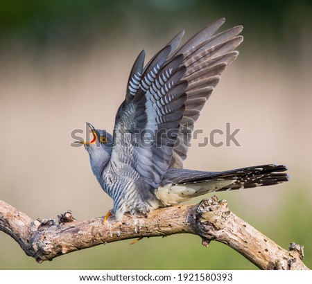 Wild Cuckoo displaying in the UK