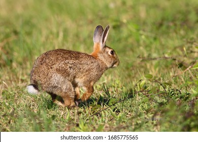 Wild Cute Easter Rabbit Is  Running On Grass