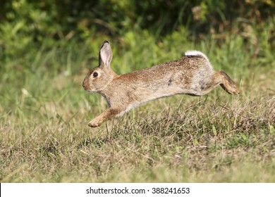 Wild Cute Rabbit Is Jumping On Meadow