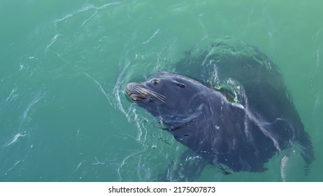Wild cute seal or adorable sea lion swimming in ocean water, big playful funny alpha male behavior. Marine animal in freedom underwater, view from above, Monterey pier, California coast wildlife, USA.