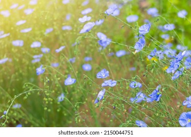 Wild Cute Tiny Blue Flowers Bloom On Spring Summer Field, Flax Plant On Home Farm, Natural Herbal Cultivation For Linen, Oil Or Linseed