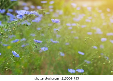 Wild Cute Tiny Blue Flowers Bloom On Spring Summer Field, Flax Plant On Home Farm, Natural Herbal Cultivation For Linen, Oil Or Linseed