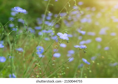 Wild Cute Tiny Blue Flowers Bloom On Spring Summer Field, Flax Plant On Home Farm, Natural Herbal Cultivation For Linen, Oil Or Linseed