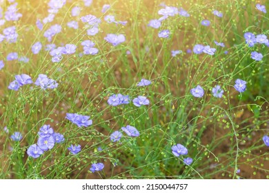 Wild Cute Tiny Blue Flowers Bloom On Spring Summer Field, Flax Plant On Home Farm, Natural Herbal Cultivation For Linen, Oil Or Linseed