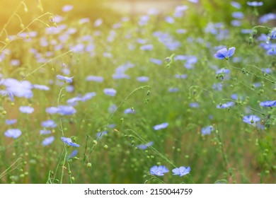 Wild Cute Tiny Blue Flowers Bloom On Spring Summer Field, Flax Plant On Home Farm, Natural Herbal Cultivation For Linen, Oil Or Linseed