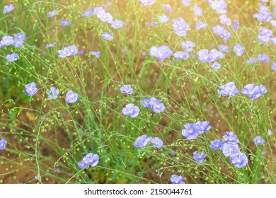 Wild Cute Tiny Blue Flowers Bloom On Spring Summer Field, Flax Plant On Home Farm, Natural Herbal Cultivation For Linen, Oil Or Linseed