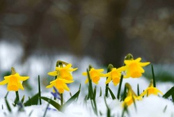 Wild Daffodil Or Lent Lily (narcissus Pseudonarcissus) In Snow, Munich, Bavaria, Germany