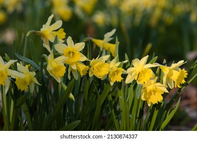 Wild daffodil or Lent lily (Narcissus pseudonarcissus): beautiful yellow flower in early spring in a forest in France. Wild flora of Europe. Passion for botany and nature