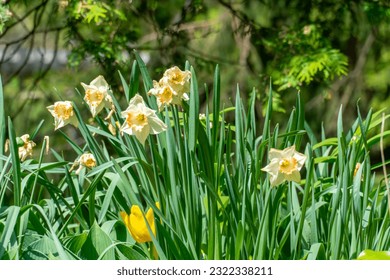 Wild daffodil or Narcissus Easter Bonnet in Rosetta McClain Gardens, public garden located in Scarborough, Ontario, Canada. Scarborough Bluffs area. Popular spot for photography and enjoying nature. - Shutterstock ID 2322338211