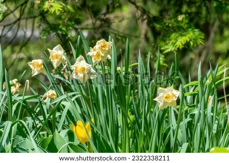 Wild daffodil or Narcissus Easter Bonnet in Rosetta McClain Gardens, public garden located in Scarborough, Ontario, Canada. Scarborough Bluffs area. Popular spot for photography and enjoying nature.