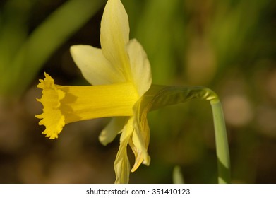Wild Daffodil - Narcissus pseudonarcissusClose-up of single flower showing long trumpet