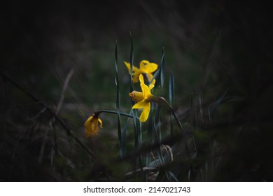 Wild daffodils with a blurred background in coppice