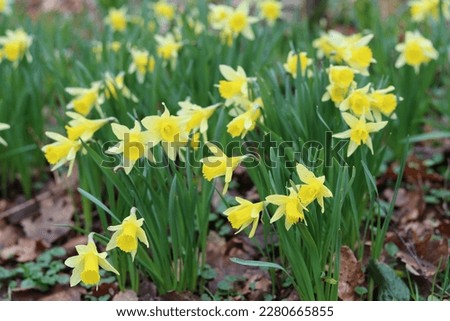 Wild daffodils in spring in a woodland in Northumberland