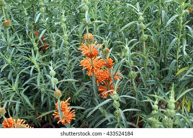 Wild Dagga (Leonotis Leonurus)