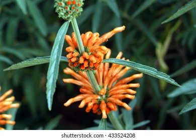 Wild Dagga (Leonotis Leonurus)