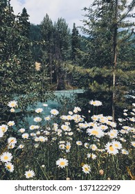 Wild Daisies, Glacial Stream, Forest