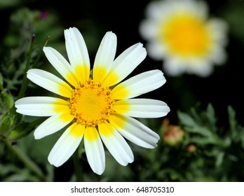 Wild daisy detail. - Shutterstock ID 648705310