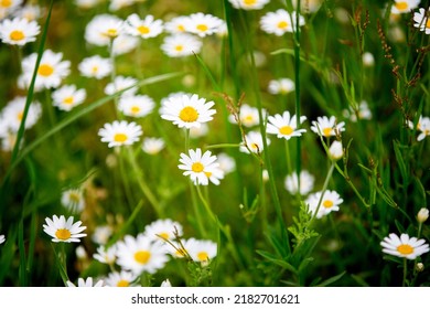 Summer Daisy Field Free Stock Photo | picjumbo