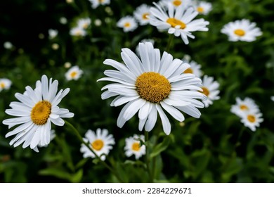 Wild daisy flowers growing on meadow, white chamomiles on green grass background. Oxeye daisy, Leucanthemum vulgare, Daisies, Dox-eye, Common daisy, Dog daisy, Gardening concept.
