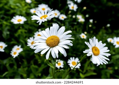 Daisy Flowers Free Stock Photo | picjumbo