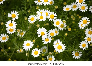 Wild daisy flowers growing on meadow, white chamomiles on green grass background. Surface of daisies seen from above. Top view. Horizontal photo. No people, nobody. Bloom. Blossom.
