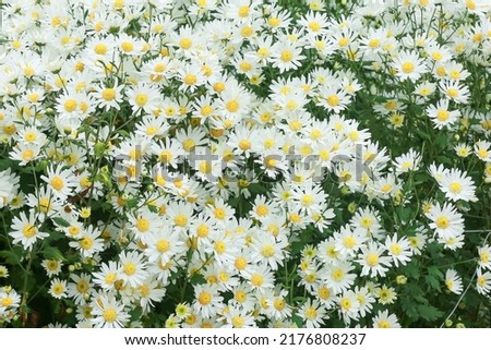 Wild daisy flowers growing on meadow, white chamomiles on green grass background. Oxeye daisy, Leucanthemum vulgare, Daisies, Dox-eye, Common daisy, Dog daisy, Gardening concept.